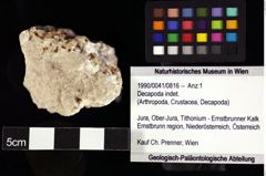 Foto (Objket + Etiketten) von Decapoda indet. 